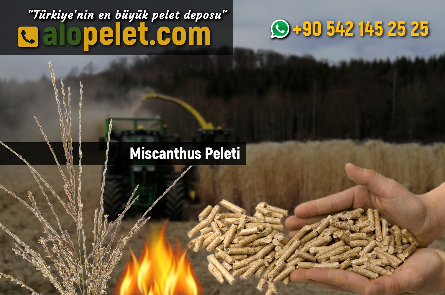 Miscanthus Peleti